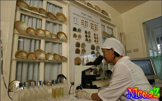 Mirvarinin hazırlanması Mirvarinin hazırlanması