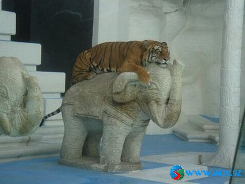 Məzəli şəkillər Məzəli şəkillər