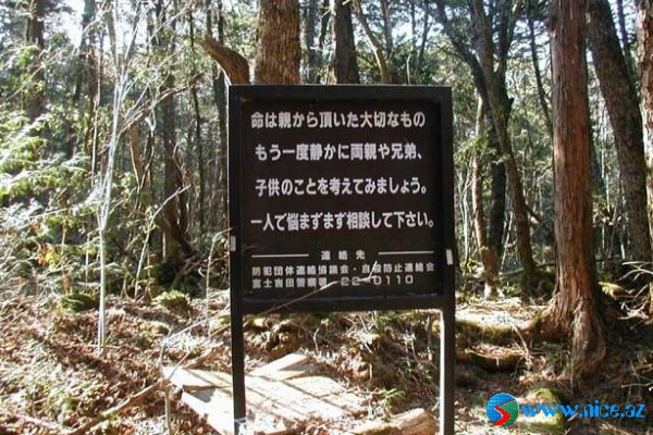 Ölülər meşəsi (Aokigahara) Ölülər meşəsi (Aokigahara)