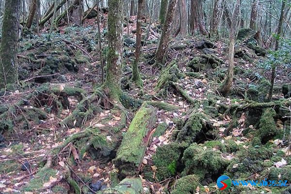 Ölülər meşəsi (Aokigahara) Ölülər meşəsi (Aokigahara)