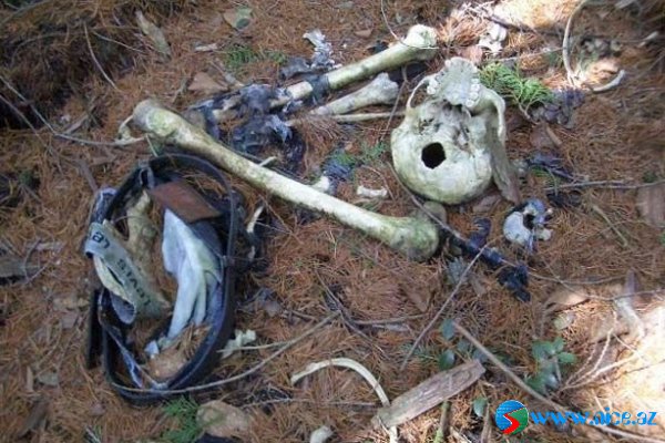 Ölülər meşəsi (Aokigahara) Ölülər meşəsi (Aokigahara)