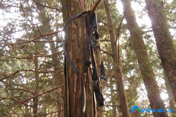 Ölülər meşəsi (Aokigahara) Ölülər meşəsi (Aokigahara)