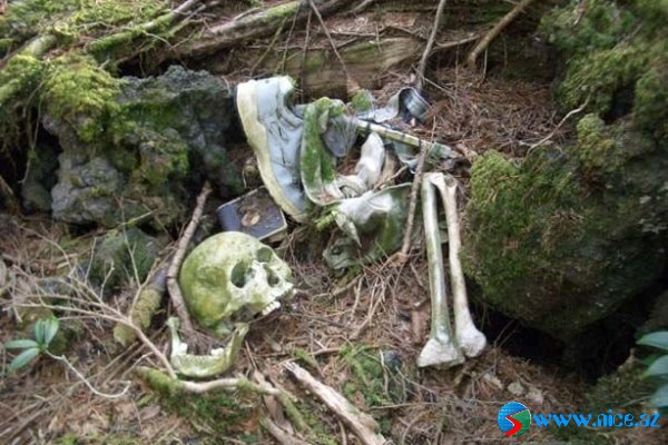 Ölülər meşəsi (Aokigahara) Ölülər meşəsi (Aokigahara)