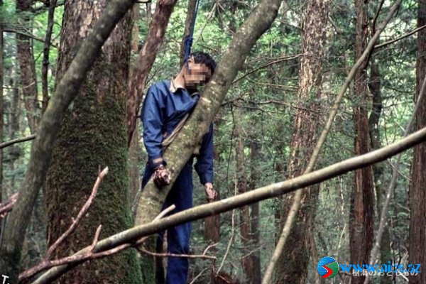 Ölülər meşəsi (Aokigahara) Ölülər meşəsi (Aokigahara)