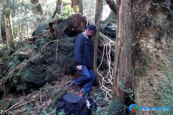 Ölülər meşəsi (Aokigahara) Ölülər meşəsi (Aokigahara)