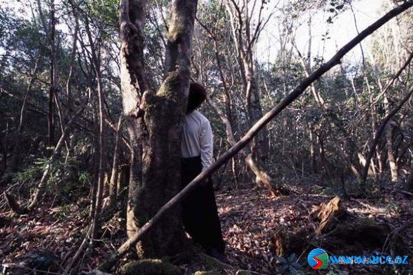 Ölülər meşəsi (Aokigahara) Ölülər meşəsi (Aokigahara)