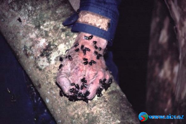 Ölülər meşəsi (Aokigahara) Ölülər meşəsi (Aokigahara)