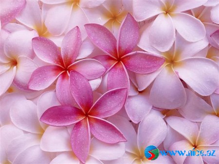 Airena_wallapack_73