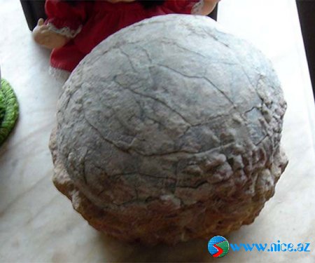 Yüzlərlə dinozavr yumurtası aşkarlanıb!