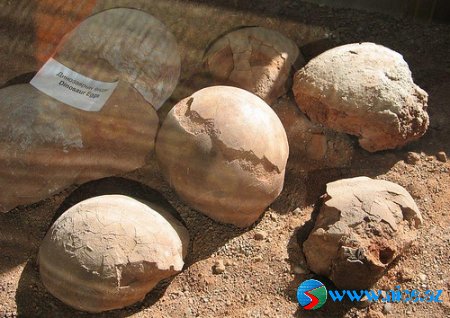 Yüzlərlə dinozavr yumurtası aşkarlanıb!