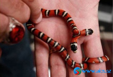 Təbitdə nadir görünən iki başlı ilanlar