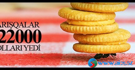 Qarışqalar 222 min dolları yedi