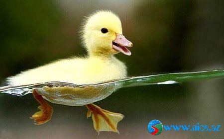 Baby Animals