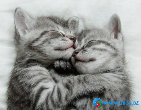 Baby Animals