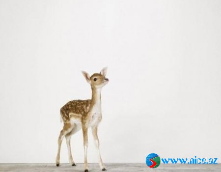 Baby Animals
