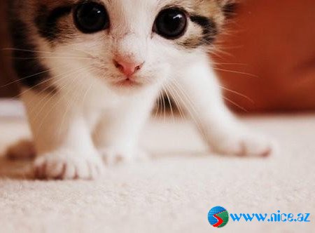 Baby Animals