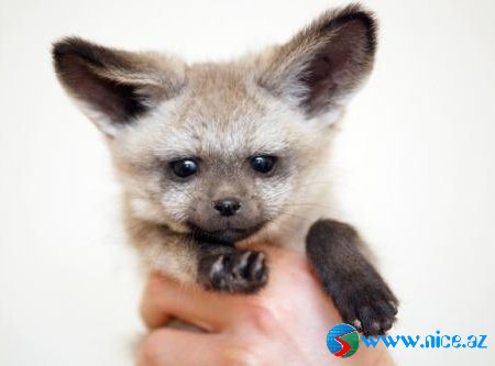 Baby Animals