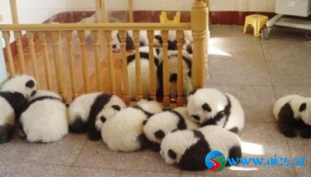 Baby Animals