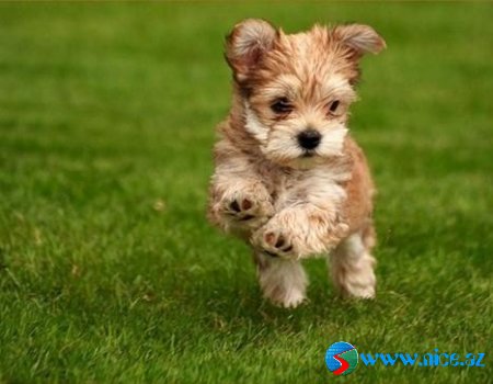 Baby Animals