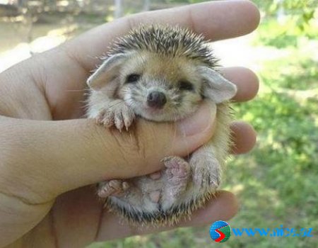Baby Animals
