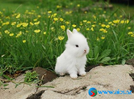 Baby Animals