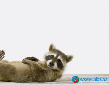 Baby Animals